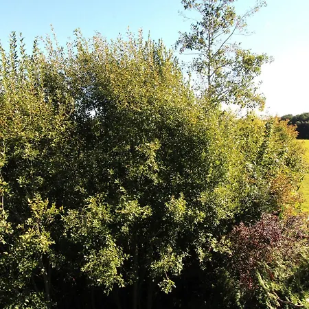 Apartamento Am Grün 15 25 *